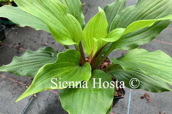 Hosta 'Holar Red Spear'