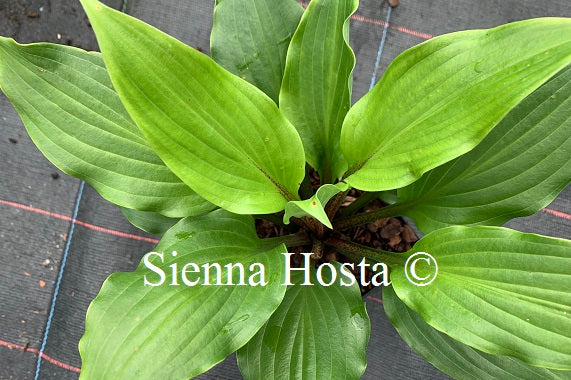 Hosta 'Holar Red Spear'