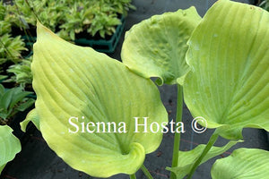 Hosta 'Fog Light'