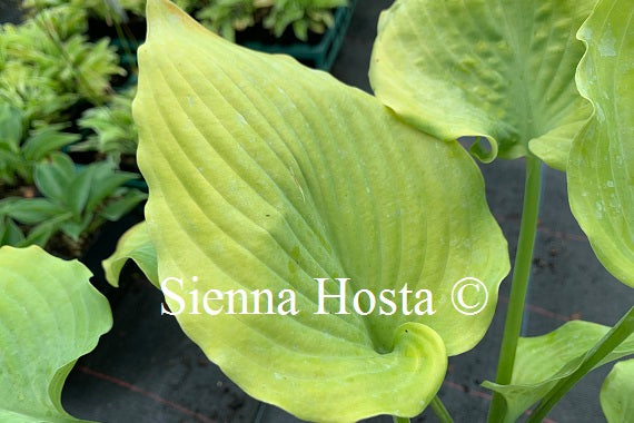 Hosta 'Fog Light'