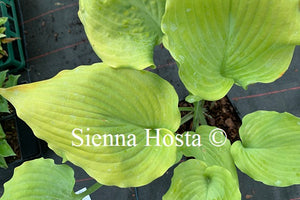 Hosta 'Fog Light'