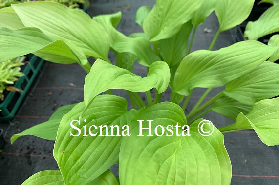 Hosta 'Gold Haze'