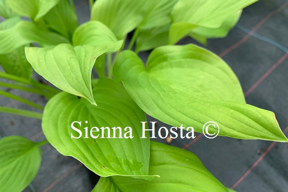 Hosta 'Gold Haze'