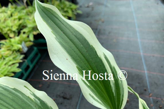 Hosta 'On the Border'