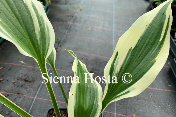 Hosta 'On the Border'