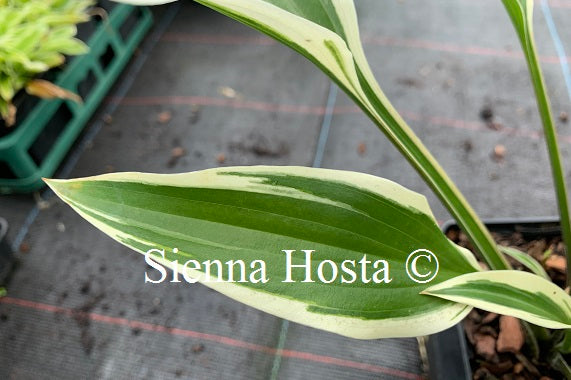 Hosta 'On the Border'