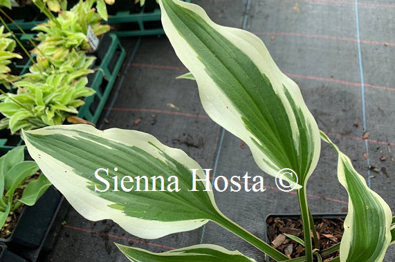 Hosta 'On the Border'