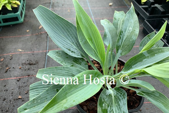 Hosta 'Scheherazade'
