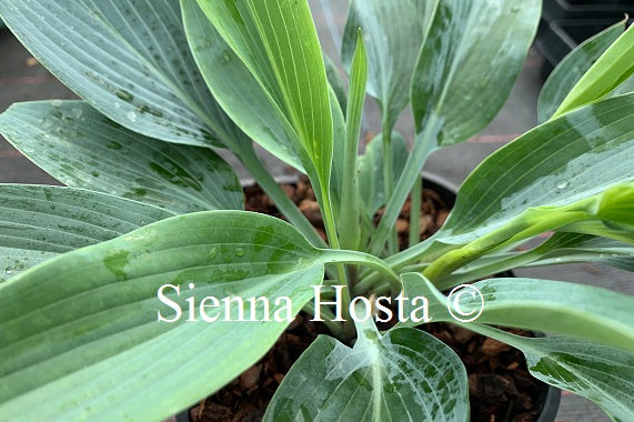 Hosta 'Scheherazade'