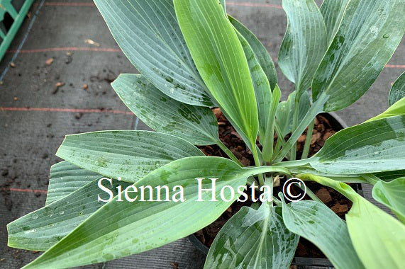 Hosta 'Scheherazade'
