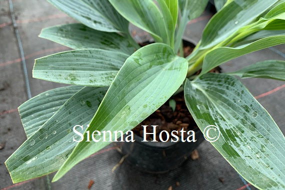 Hosta 'Scheherazade'