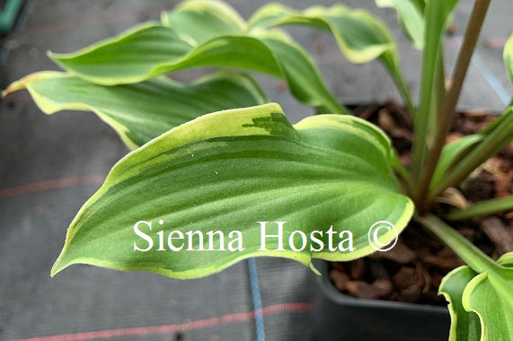 Hosta 'Kanzi'