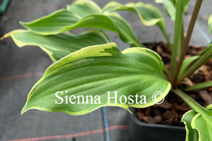 Hosta 'Kanzi'