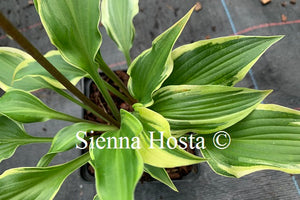 Hosta 'Kanzi'