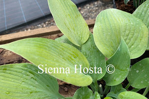 Hosta 'Early Times'