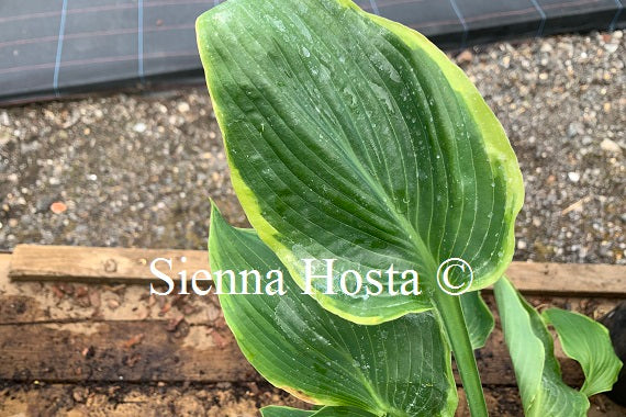Hosta 'Day's End'