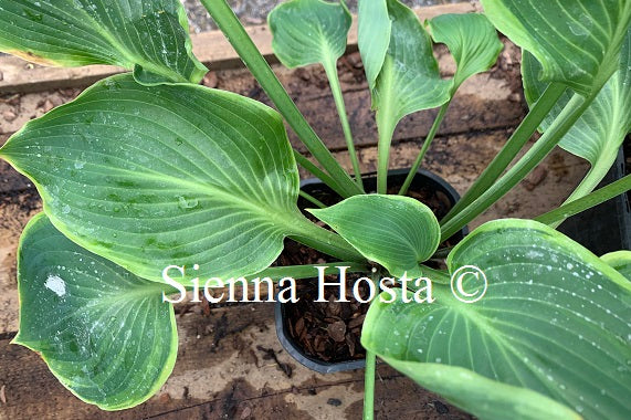 Hosta 'Day's End'