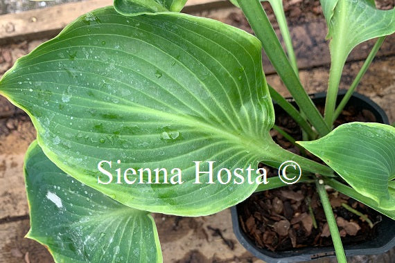 Hosta 'Day's End'