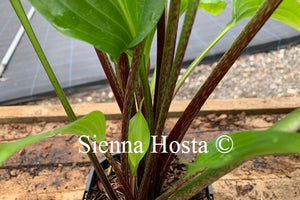 Hosta 'Invincible Spirit'