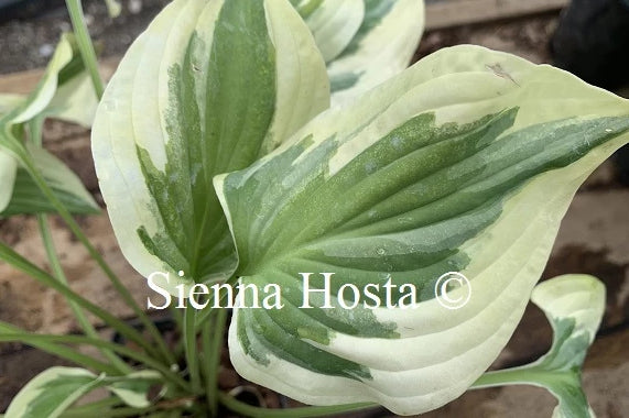Hosta 'Carry On'