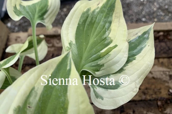Hosta 'Carry On'