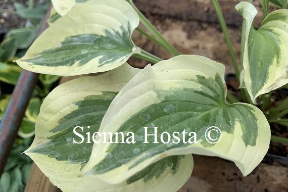 Hosta 'Carry On'
