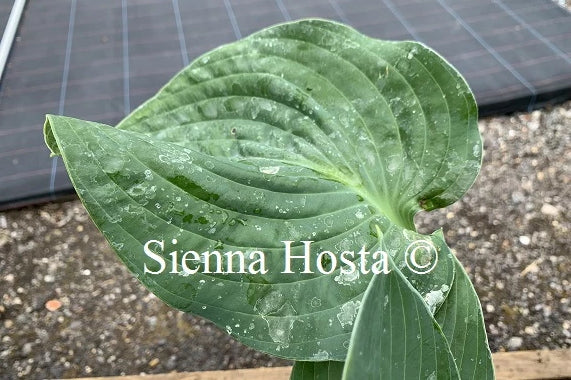 Hosta 'Lilac Giant'