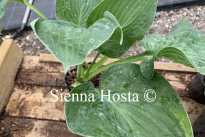 Hosta 'Lilac Giant'