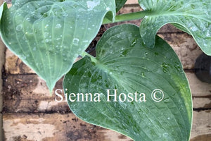 Hosta 'Lilac Giant'