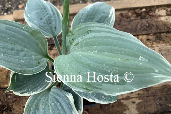 Hosta 'Fragrant Blue Ribbons'