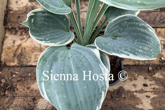Hosta 'Fragrant Blue Ribbons'
