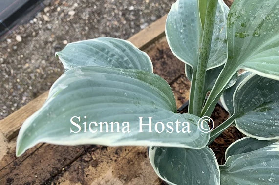 Hosta 'Fragrant Blue Ribbons'