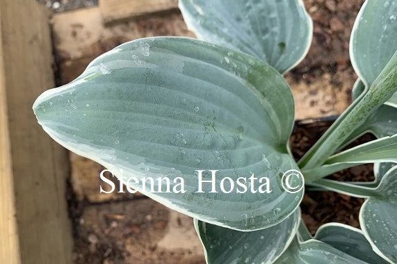 Hosta 'Fragrant Blue Ribbons'