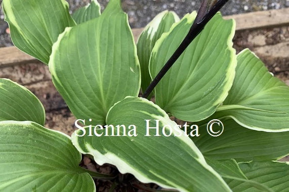 Hosta 'Dragon Warrior'