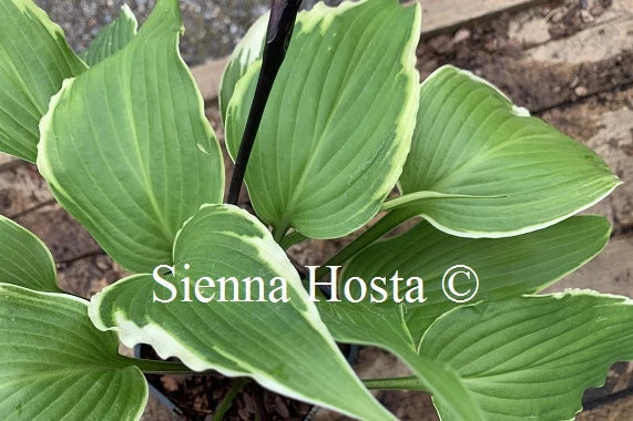Hosta 'Dragon Warrior'