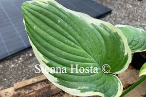 Hosta 'Glacial Towers'