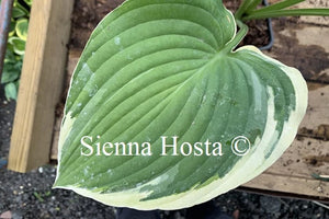 Hosta 'Glacial Towers'