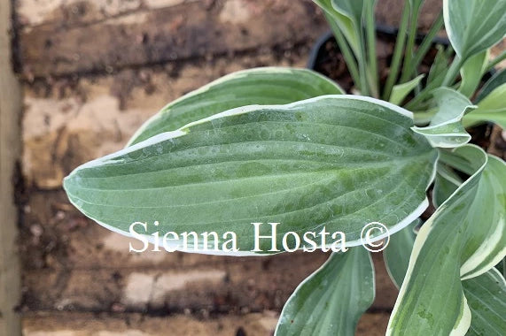 Hosta 'Venetian Skies'