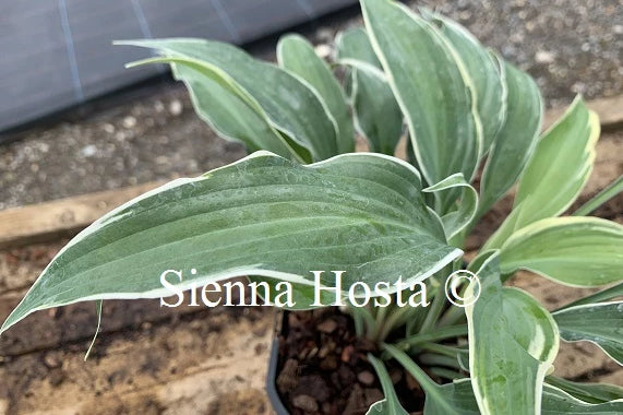Hosta 'Venetian Skies'