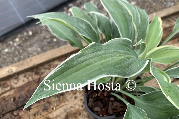 Hosta 'Venetian Skies'