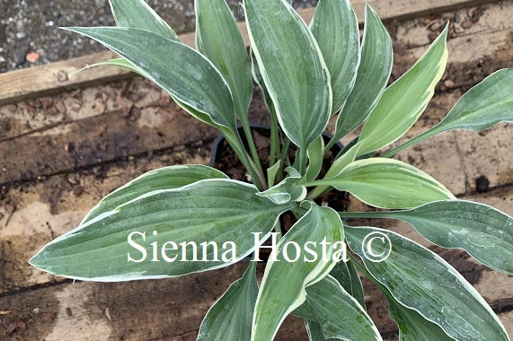 Hosta 'Venetian Skies'