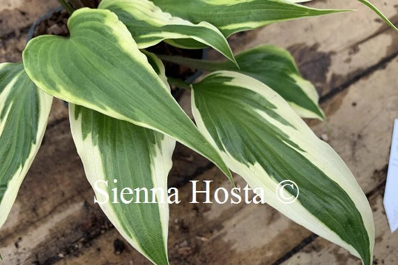 Hosta 'Proud Dragon'
