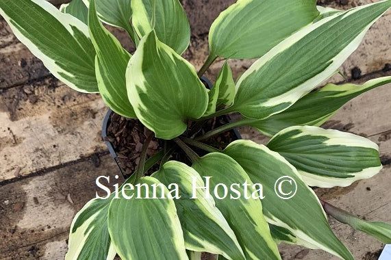Hosta 'Proud Dragon'