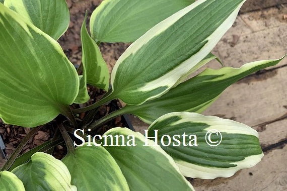 Hosta 'Proud Dragon'
