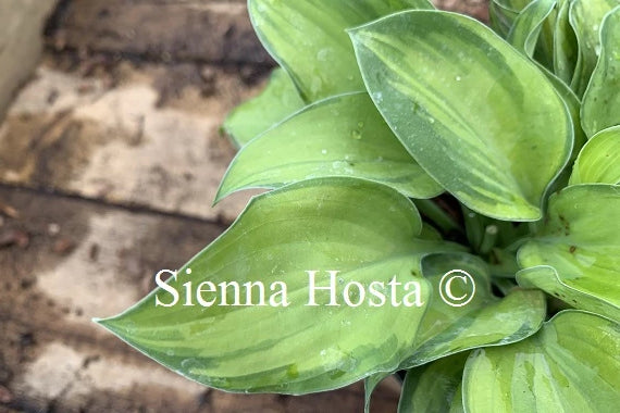 Hosta 'Tick Tock'