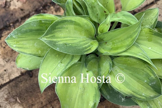 Hosta 'Tick Tock'
