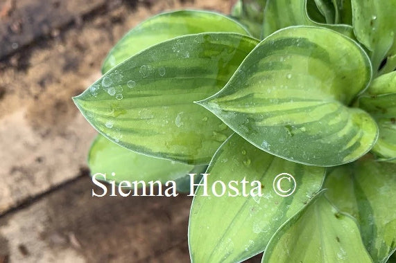 Hosta 'Tick Tock'