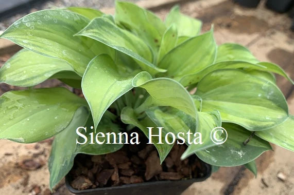 Hosta 'Tick Tock'