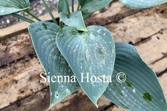 Hosta 'Blue Cherub'