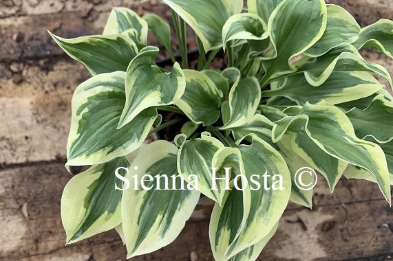 Hosta 'Wrinkle in Time'